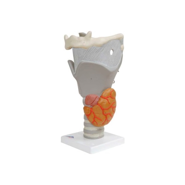 3B Anatomical Model - Functional Larynx (2.5X Size)